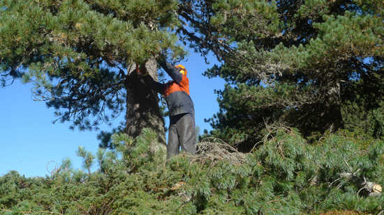 Ein Arbeiter entfernt die unteren Äste eines hohen Nadelbaums.
