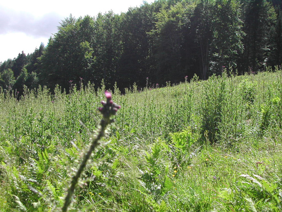 Auf einer Weide wachsen dichte Bestände von zirka einem Meter hoch wachsenden Disteln.