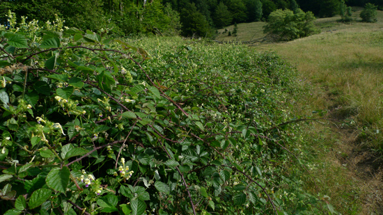 Ein sehr dichter und großer Bestand von Brombeeren am Rand einer Weidefläche.