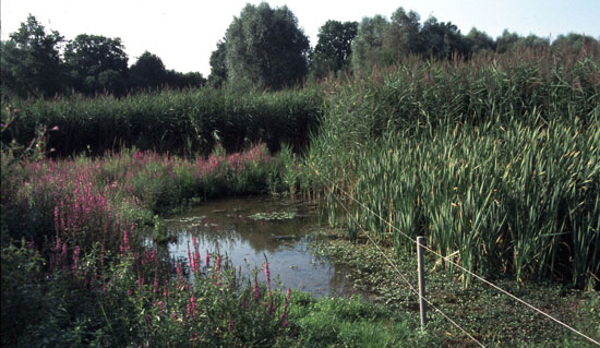 Ein Weidezaun teilt das Bild, auf dem ein Weiher zu sehen ist. Auf der linken Seite des Zauns befindet sich eine Rinder-Standweide: Hier ist eine offene Wasserfläche erkennbar, die Uferzone ist mit Gräsern und teils blühenden Stauden bewachsen, im Hintergrund ein Schilfgürtel. Auf der rechten, unbeweideten Seite des Zauns dominiert Schilf in unterschiedlichen Höhen die gesamte Fläche, es ist keine offene Wasserfläche zu sehen.