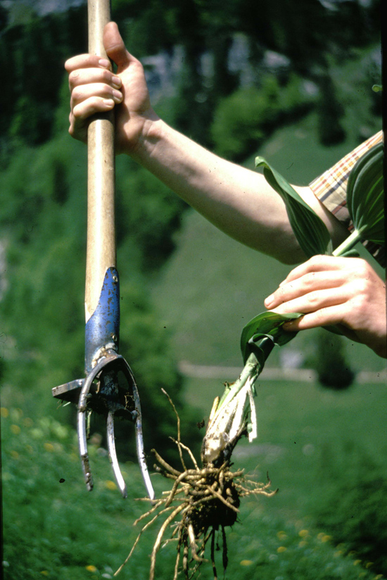 Man sieht die Hände eines Menschen. In der einen Hand hält er eine ausgerissene Pflanze von Weißem Germer mit großen Blättern und dicken Wurzen. In der anderen Hand hält er einen hierfür verwendeten Wurzelstecher mit drei Zinken.