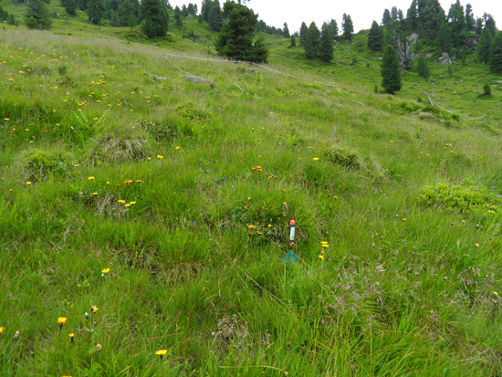 Auf einer mehrheitlich grünen Wiese, dominiert von Borstgras, wachsen viele kleine gelbe und orange Blumen. Weiter oben sind auch einzelne Nadelbäume zu sehen.