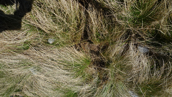 Eine Nahaufnahme von Borstgras, bestehend aus langen, blassen Halmen.