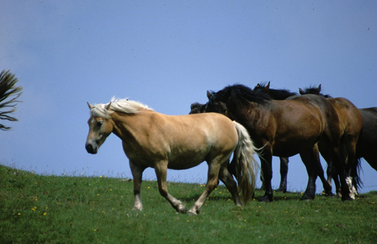 Auf einer Wiese stehen mehrere dunkelbraune Pferde. Vor ihnen läuft ein blondes Pferd.