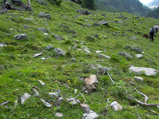 Auf einer Weide liegen zahlreiche kleine und größere Steine und Äste verteilt. Weiter hinten sieht man zwei Menschen mit einem Hund über die Weide gehen.
