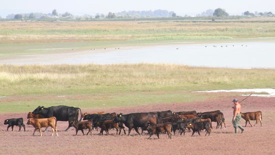 Steppenartiger Uferbereich am Neusiedler See, im Hintergrund der See, im Vordergrund treibt ein Hirte mit Weidestecken eine kleine Rinderherde am Ufer entlang.