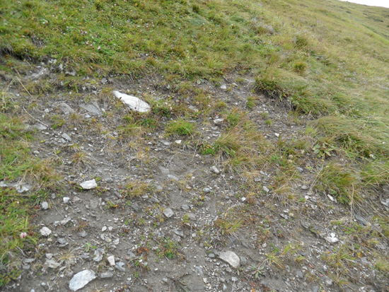 Auf einem Stück Weide wächst nach einer Blaike nur spärlich Vegetation nach. Einige Steine liegen auf der Fläche.