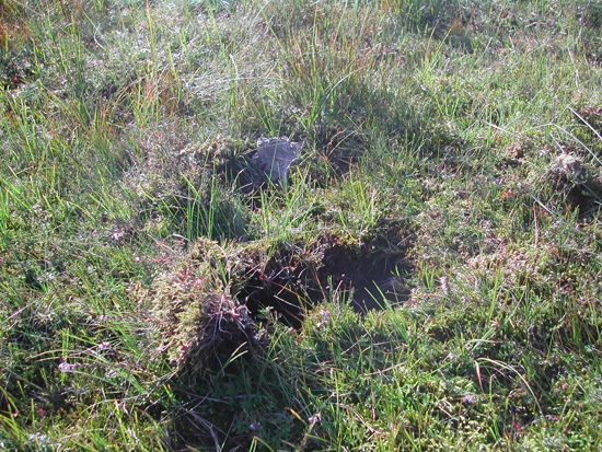 Auf einem Hochmoor sind deutliche Abdrücke von Tritten zu sehen, welche durch Beweidung der Fläche entstanden sind.