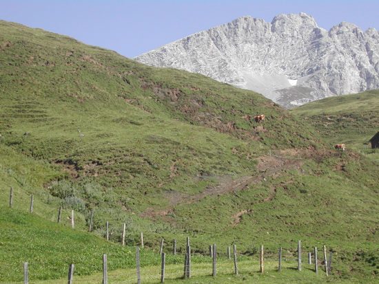 Blick auf eine Weide, dahinter eine Felswand. Auf der Weide stehen zwei Kühe, teilweise führt ein Holzzaun über die Fläche. Auf den Hängen der Weide sind teilweise braune Flächen zu sehen.