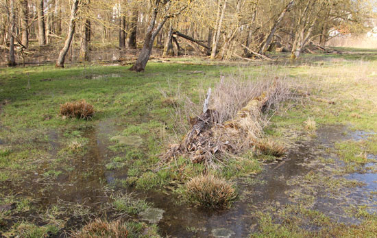 Im Vordergrund liegt ein flaches Kleingewässer, sumpfartig mit Totholz und Grasbulten durchzogen, im Hintergrund ist ein bruchwaldartiger Baumbestand erkennbar..