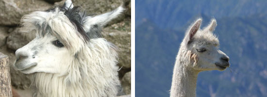Links ist ein Lamakopf zu sehen, rechts ein Alpaka; für den Laien sehen sich die beiden relativ ähnlich.