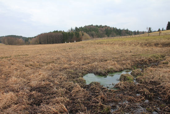 Weitläufige grasbewachsene Fläche; im Hintergrund ist ein Knotengeflechtzaun zu sehen, im Vordergrund eine wassergefüllte Suhle, die in feuchte zertretene Bereiche der Grasfläche ausläuft.