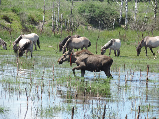 Eine Wasserfläche mit abgestorbenen Strauchstielen, kleineren Baumstümpfen und grasartigem Aufwuchs, die nach hinten in eine grasbewachsene Sanddüne übergeht; erkennbar sind einzelne Birkenstämme. Im Vordergrund zieht ein Elchbulle mit einem roten Senderhalsband durch die Wasserfläche, im Hintergrund weiden Konikpferde, teils im Wasser, teils an Land.