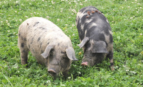 Zwei Turopolje-Schweine, rosa-schwarz gescheckt, auf einer weißkleereichen Weide.