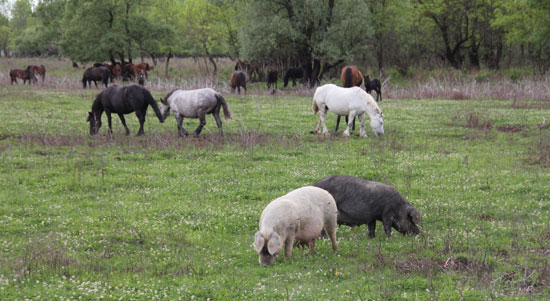 Weidefläche, im Hintergrund Auegehölze mit Weiden, im Vordergrund zwei weidende Schweine, dahinter zahlreiche Pferde unterschiedlicher Rassen.