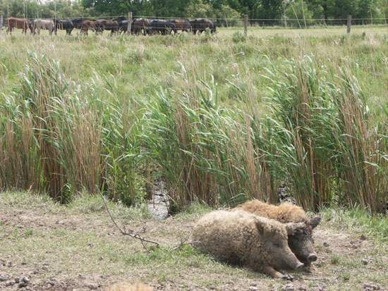 Im Hintergrund Schilfbestände, im Vordergrund zwei Wollschweine mit charakteristisch wolliger Behaarung auf einer kurzrasigen Weidefläche mit offenen Bodenstellen.