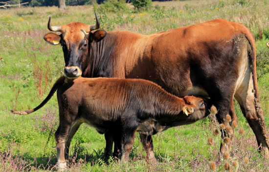 Rötlich-braune Heckrindkuh lässt ihr Kalb trinken.