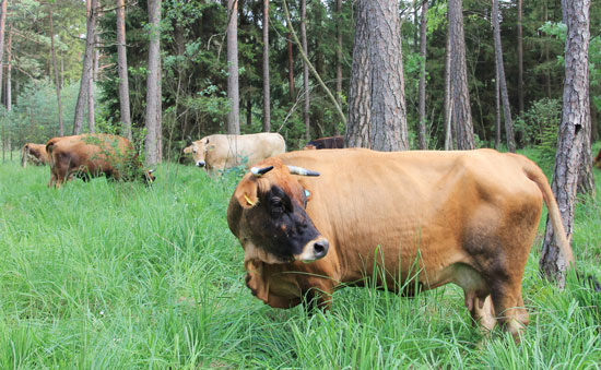 Rotbraune Murnau-Werdenfelser Rinder grasen in der Isaraue in einem Kiefernbestand mit hohem Grasbewuchs.