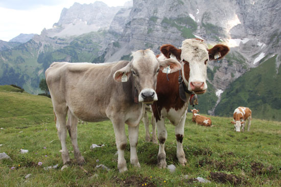 Almweide, im Hintergrund sind Felshänge zu sehen, im Vordergrund Jungvieh der Rassen Tiroler Grauvieh, einfarbig graubraun, und Bayerisches Fleckvieh, weiß-braun gefleckt, beide Tiere sind enthornt.