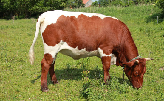 Pinzgauer Rind mit der typische Farbzeichnung mit kastanienbrauner Grundfarbe und der Weißzeichnung an Rücken, Bauch sowie an den Vorderarmen und Unterschenkeln.