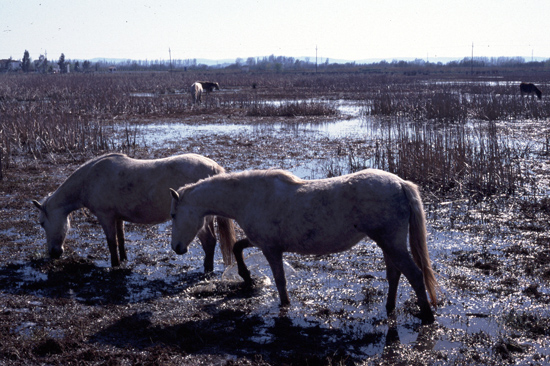 In einer sumpfartigen Landschaft stehen weiße Camarguepferde im Wasser und fressen Wasserpflanzen.