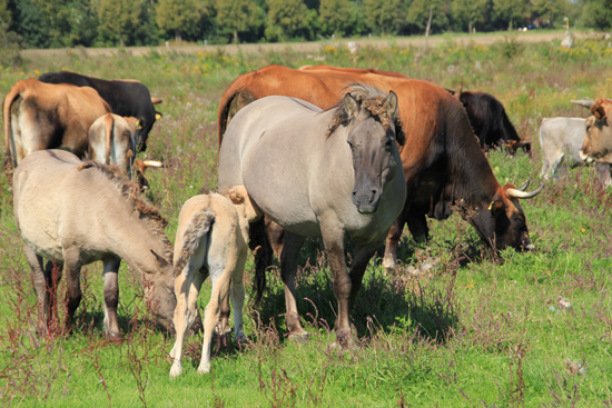 Konik-Pferde und Heckrinder weiden in engem Verbund nebeneinander, im Vordergrund ein Fohlen, das bei der Mutter trinkt, unmittelbar dahinter ein Rind.