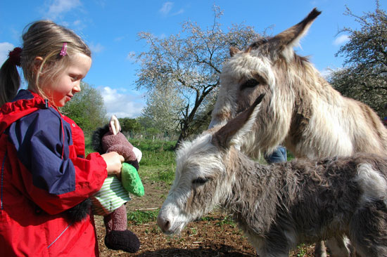 Ein kleines Mädchen steht unmittelbar vor einem Eselfohlen und dessen Mutter und zeigt diesen ihren Stoffesel.