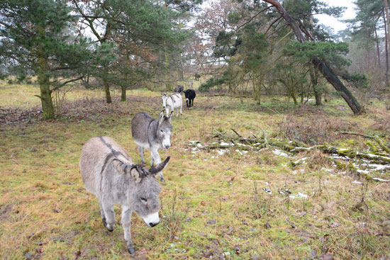 Eine Gruppe Esel kommt hintereinander aus einem lichten Kiefernwald.