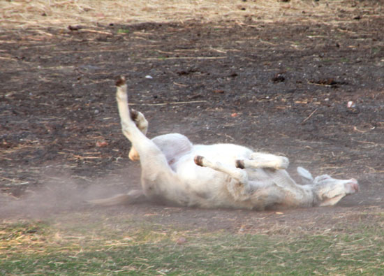 Ein weißer Esel wälzt sich auf einem locker mit Gras bewachsenen Platz, so dass der Staub aufwirbelt.
