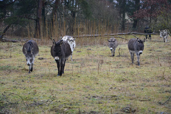 Sechs Esel weiden verteilt auf einer Fläche, die vereinzelt mit Kiefern bestanden ist; im Hintergrund ragen zahlreiche Schösslinge des Götterbaums auf.