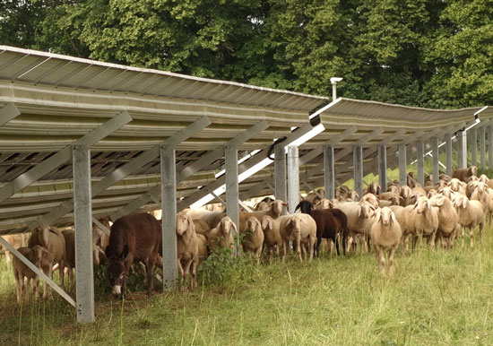Eine Schafherde beweidet den Unterwuchs einer Photovoltaik-Anlage. Inmitten der Schafe weidet ein Esel.