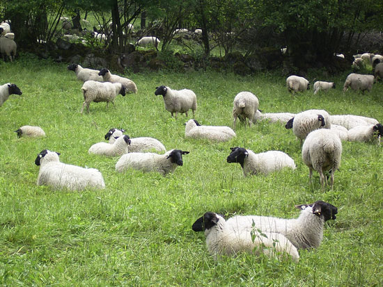 Auf einer Weidefläche ist eine Herde Rhönschafe zu sehen, sehr charakteristisch ist das gänzlich weiße Schaf mit tiefschwarzem Kopf; im Hintergrund ein Gehölz bewachsener Steinriegel.