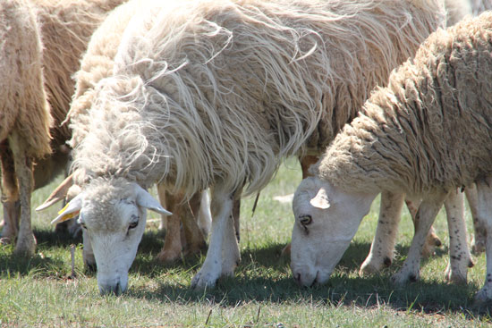Auf sehr kurzem Rasen sind Schafe beim Fressen zu sehen, sie fressen mit dem Maul dicht über dem Boden und beißen die Gräser sehr tief ab.