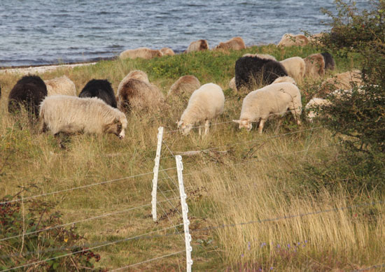 Eine Schafherde aus weiß-, braun- und schwarzfarbigen Schafen beweidet einen Küstenstreifen, im Hintergrund ist die See erkennbar, die Vegetation setzt sich aus Gräsern und dornigen Büschen zusammen.