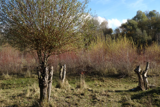 Im Vordergrund sind auf offenem Grasland mehrere Weidenstümpfe zu sehen, von denen einer ausgetrieben hat und die charakteristische Form einer Kopfweide aufweist. Im Hintergrund dichte Weidengebüsche.