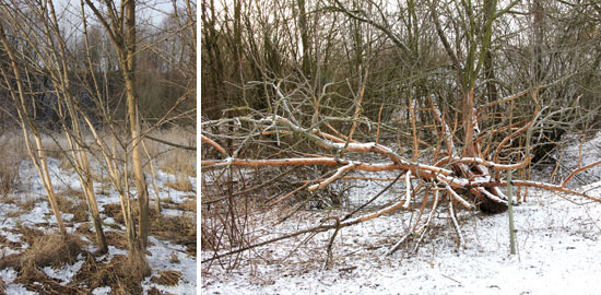 Links sind stark geschälte durchmesserschwache Robinien zu sehen, rechts ist ein halb liegender Wildapfelbaum zu sehen, der fast vollständig und bis weit in die Krone hinein geschält ist.