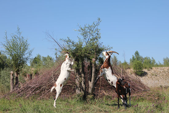 Zwei Ziegen stehen auf den Hinterbeinen, um an den frischen Austrieb geköpfter Weiden zu gelangen.