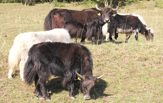 Mehrere Yaks, darunter dunkelbraune, weiße und mehrfarbig braun/weiße Tiere, sind zu sehen.