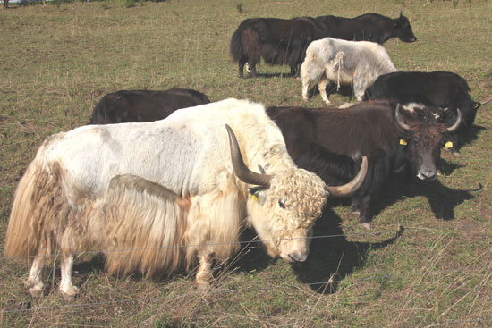 Eine Herde Yaks, darunter auch ein sehr stattlicher Bulle, weiden friedlich hinter einem Elektrozaun mit nur zwei Litzen.