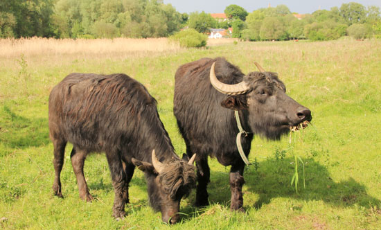 Zwei Wasserbüffel mit zottigem schwarzem Fell weiden auf einer Feuchtfläche, im Hintergrund sind Röhrichtbestände und Weiden erkennbar.