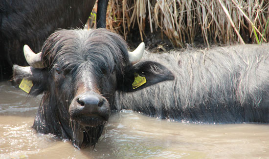 Ein junger Wasserbüffel ist zur Hälfte in einer Suhle untergetaucht und blickt in die Kamera.