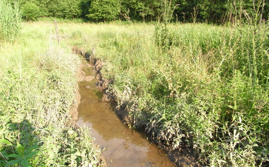 Eine geschlossene Vegetationsdecke aus Stauden, Kräutern und Gräsern wird durch einen Trampelpfad unterbrochen; dieser ist mit Wasser gefüllt, der Boden liegt frei.