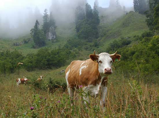 Rind auf einer strukturreichen Alm