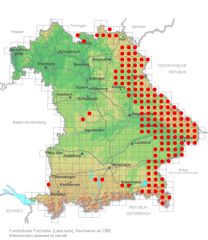 Verbreitung des Fischotters in Bayern. Rote Punkte kennzeichnen auf einer topografischen Karte Bayerns die Fundorte des Fischotters seit 1980. Das Vorkommen beschränkt sich hauptsächlich auf die ostbayerische Grenzregion. Lediglich einzelne Punkte liegen landeinwärts.