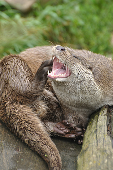 Ein Fischotter liegt auf Holz. Im Moment der Aufnahme kratzt er sich gerade mit dem rechten Hinterlauf am Kopf; das Maul steht offen, so dass man Zähne und Zunge erkennen kann. Die Augen des Otters sind geschlossen. Im Hintergrund sieht man verschwommen das Grün des Ufers.
