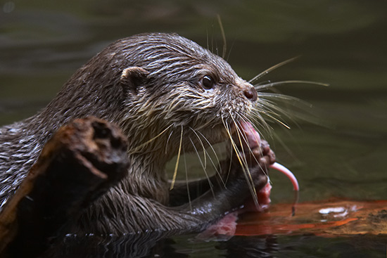 Ein junger Fischotter auf Totholz im Wasser. In der Profilaufnahme ist nur sein nasser Kopf zu sehen. Mit seinen Pfoten hält er ein Stück seiner Mahlzeit ans Maul. Sein Blick ist dabei starr nach vorne gerichtet.