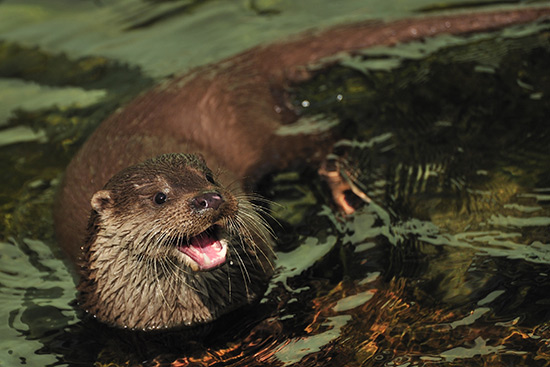 Fischotter im Wasser. Er ist dem Betrachter zugewandt, sein Kopf ragt komplett aus dem Wasser, das Maul ist geöffnet, sodass man Zähne und Zunge sehen kann. Die Augen blicken freundlich, aber abwartend in die Kamera.