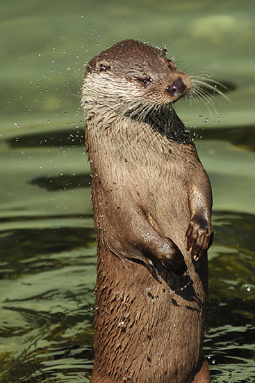Fischotter im Wasser. Das Tier macht Männchen und steht dabei ein wenig zur Seite geneigt, den Kopf schräg haltend. Zur Seite spritzende Wassertropfen zeigen, dass der Otter im Moment der Fotoaufnahme den Kopf schüttelt.