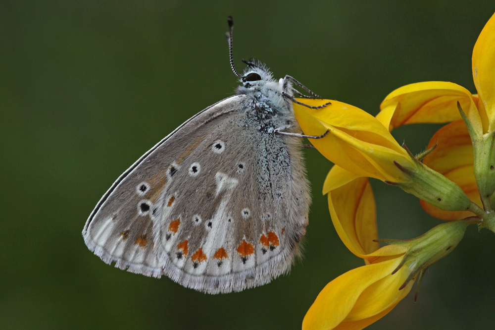 Kleiner Schmetterling sitzt mit gefalteten Flügeln auf einer gelben Blüte.
