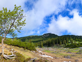 Alpenlandschaft mit Fichtenbestand mit latschenbewachsenen Hängen.